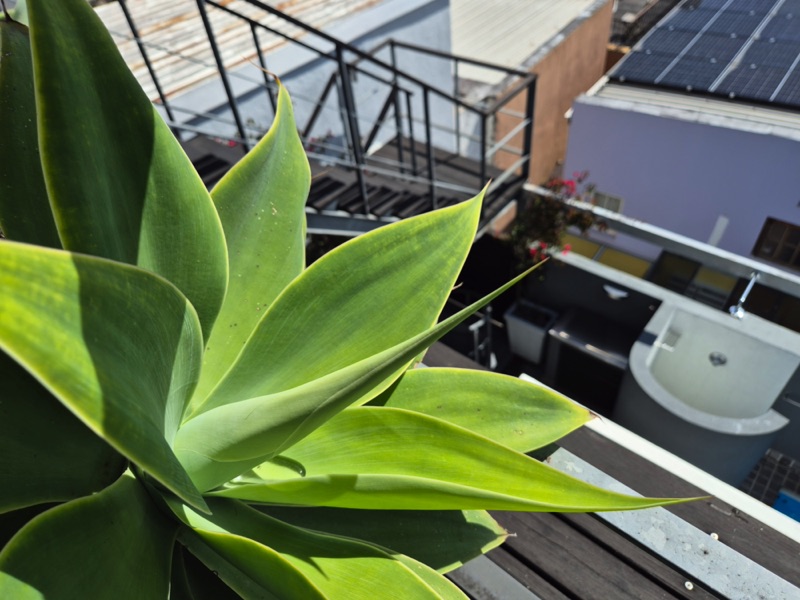 10 Loader Street - roof deck plants