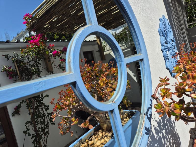 19 Jarvis Street - Courtyard mirror & plants