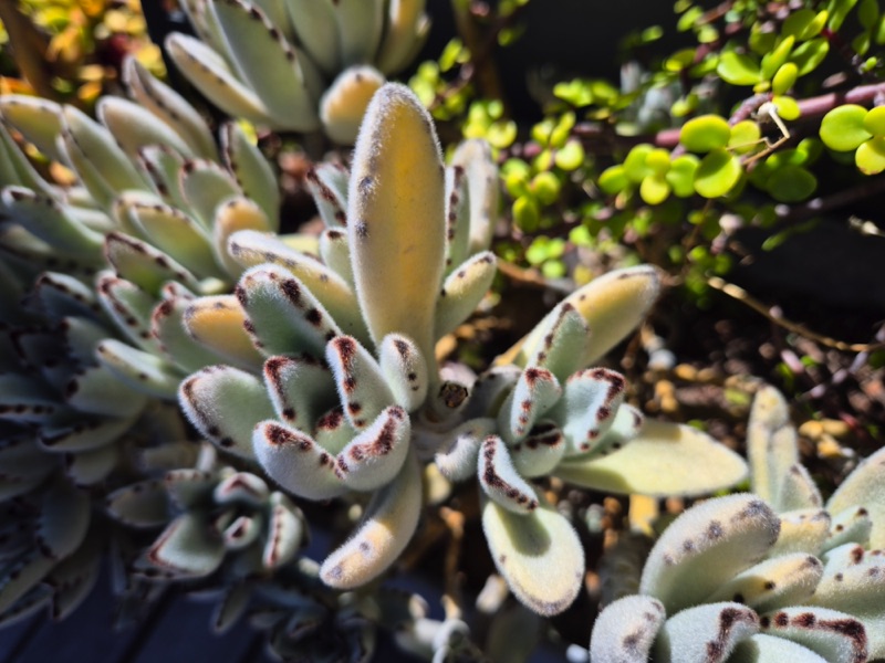 2 Bayview Terrace - hot tub roof deck plants