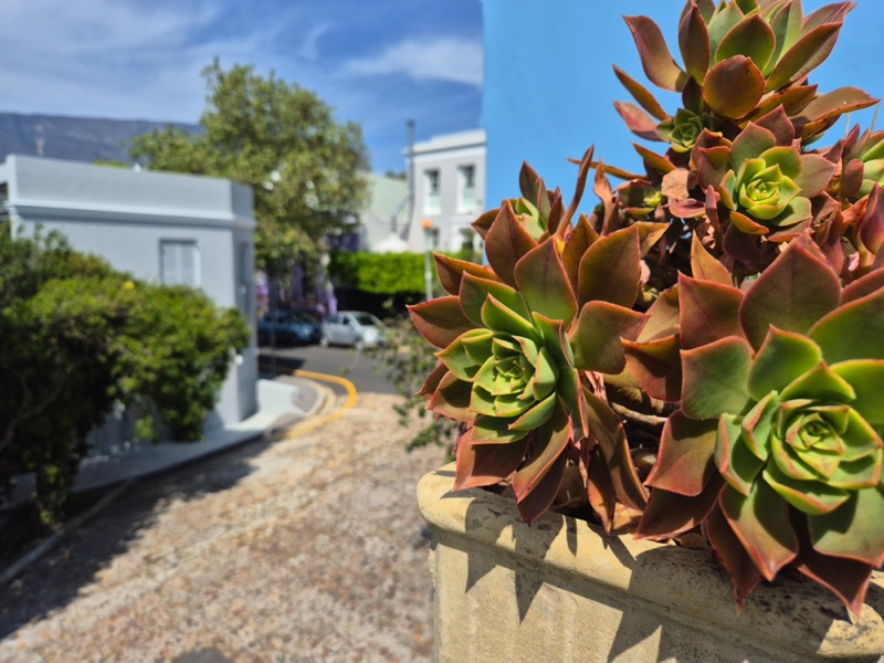 42 Napier Street - Hot tub terrace plants