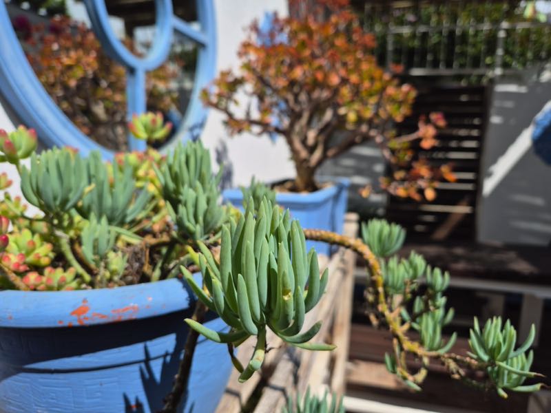 19 Jarvis Street - Courtyard